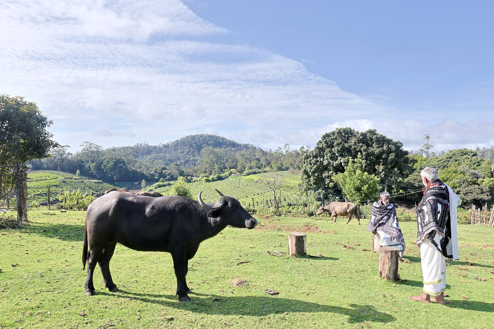 Nilgiri buffalo grazing on open pasture beside a Toda herdsman