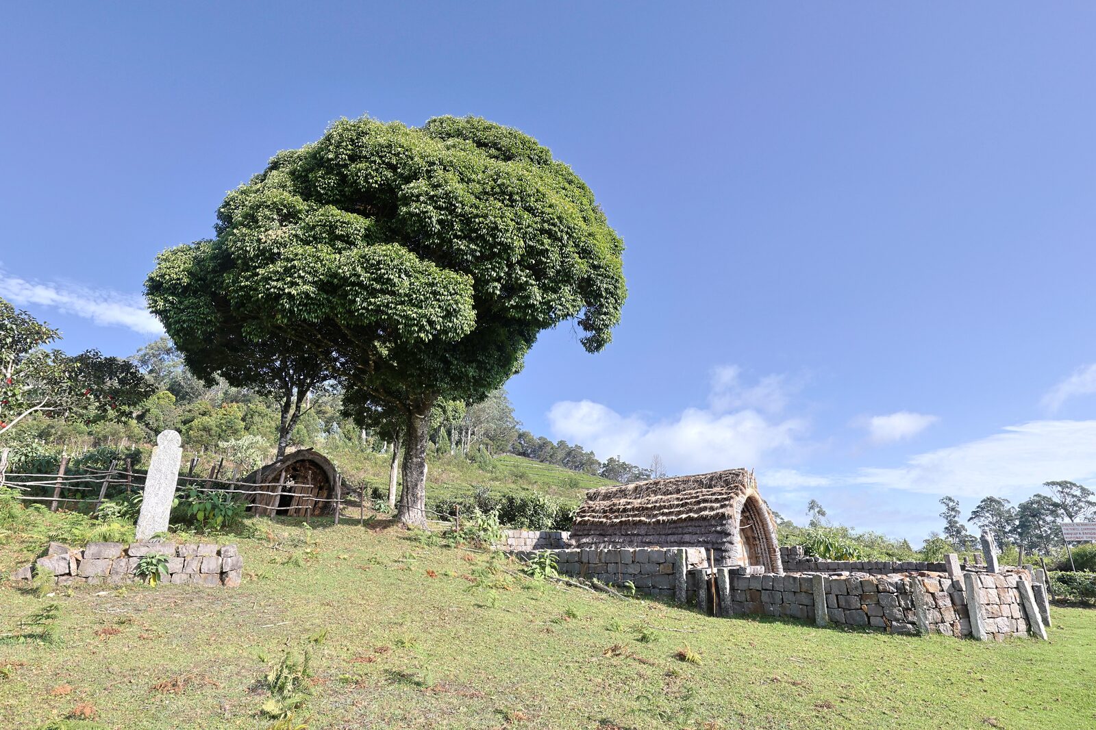 Barrel-vaulted Toda huts and a dry-stone wall on open grassland beneath a shola tree